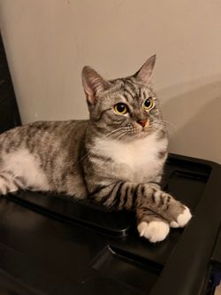 hilokal-notebook-image