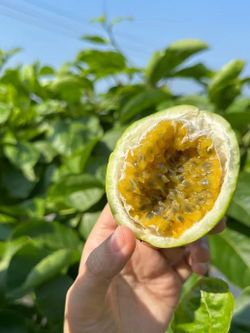 hilokal-notebook-image