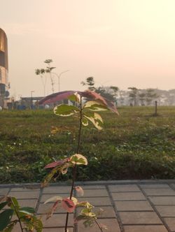 hilokal-notebook-image