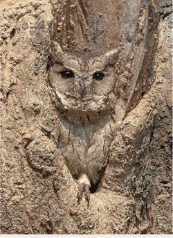 hilokal-notebook-image