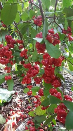 hilokal-notebook-image