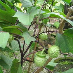 hilokal-notebook-image