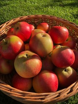 hilokal-notebook-image