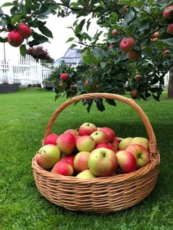 hilokal-notebook-image