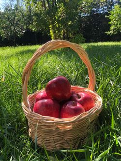 hilokal-notebook-image