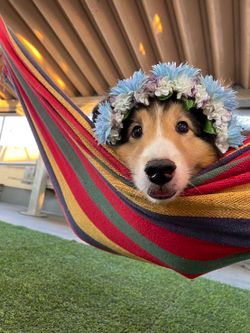 hilokal-notebook-image