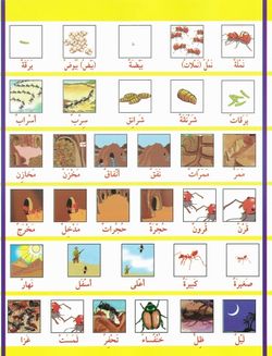 hilokal-notebook-image